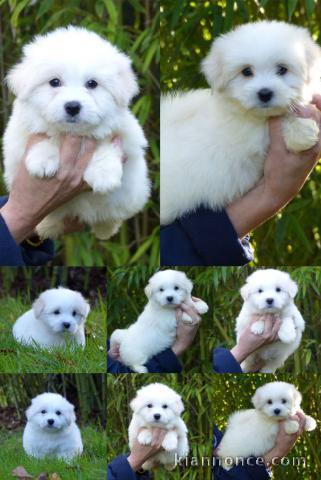 chiot Coton de Tulear a donner