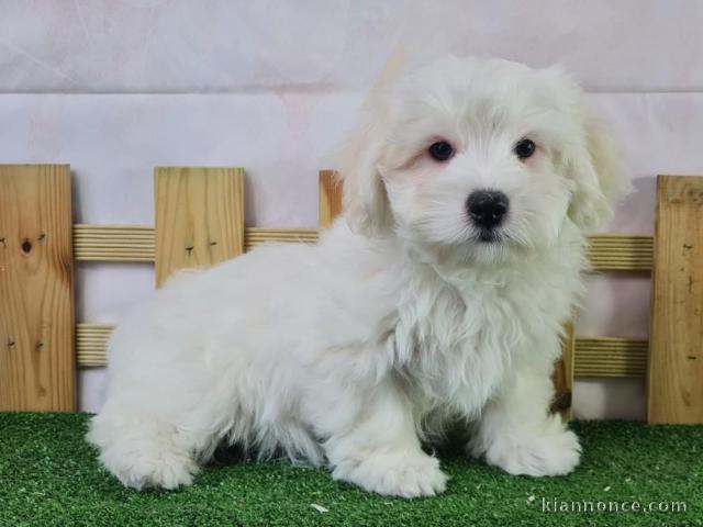 chiot Coton de Tulear a donner