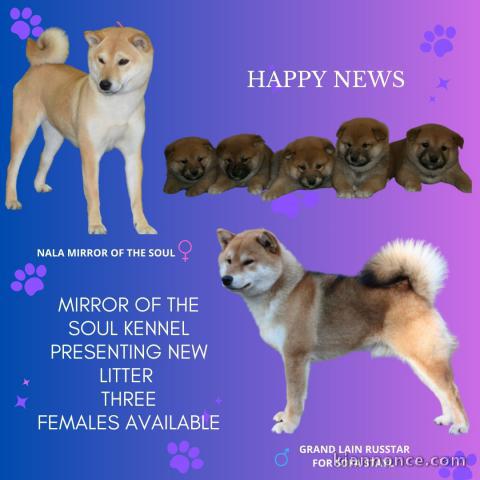 Shiba Inu chiots à vendre