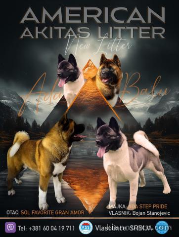 Akita américain chiots