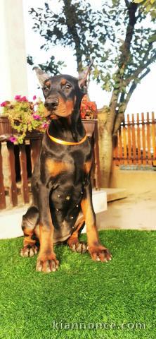 Doberman chiot à vendre