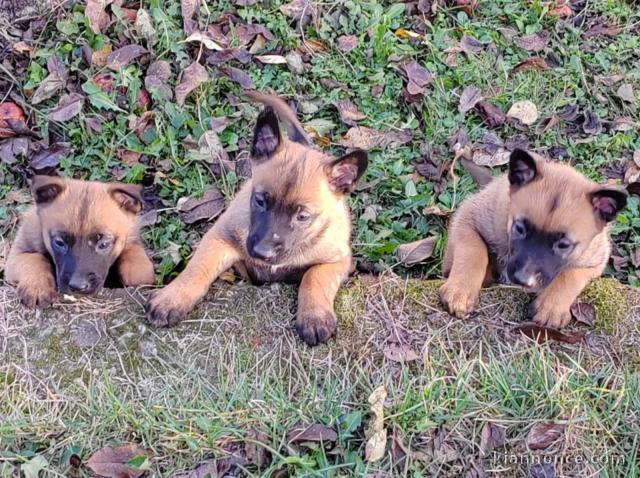 Malinois belge chiots