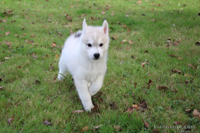 A donner chiot husky siberian femelle/male