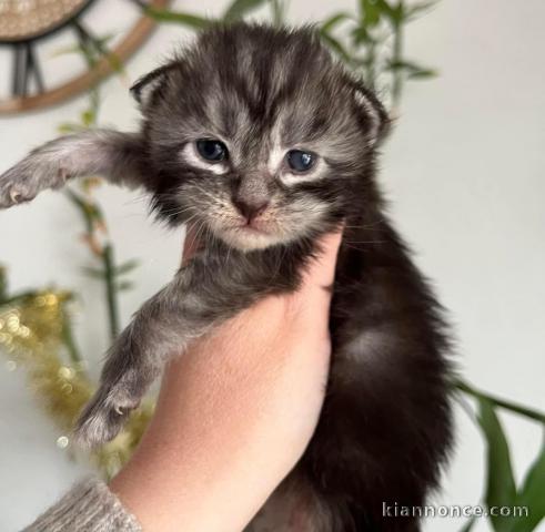 Chatons Maine coon mâle et femelle