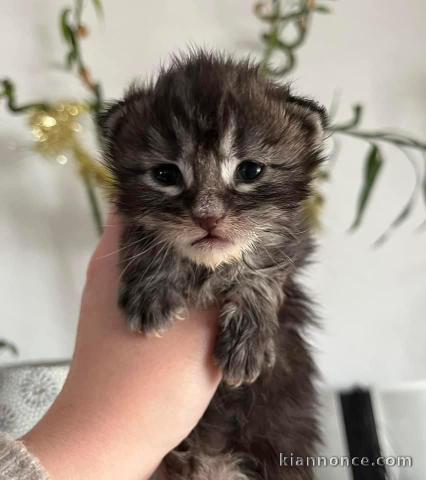 Chatons Maine coon mâle et femelle black silver 