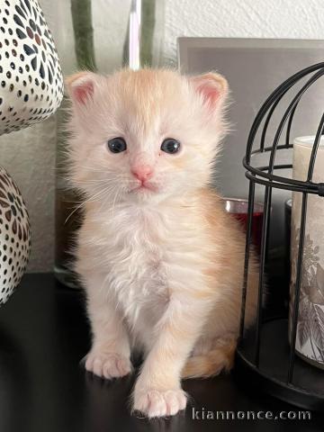 Chatons Maine coon mâles inscrits au Loof 