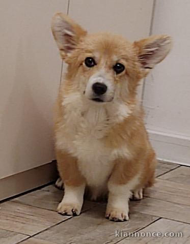 Corgi gallois Pembroke chiots