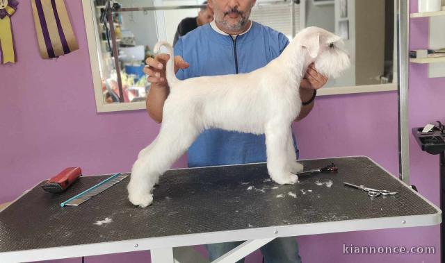 Schnauzer blanc nain beaux chiots