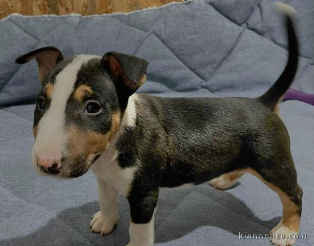 Mini-bull-terrier chiots