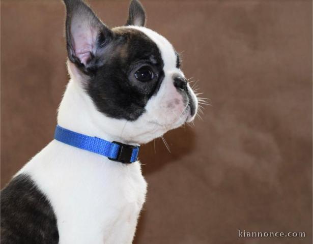 Boston Terrier chiots à vendre