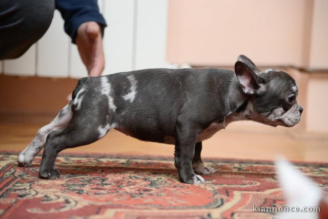 Bulldog français Chiots EXOTIQUES