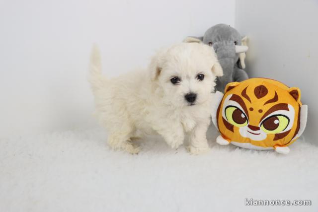 Magnifiques chiots bichon frise lof disponible