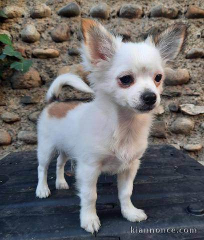 Magnifique chiot chihuahua lof disponible de suite 