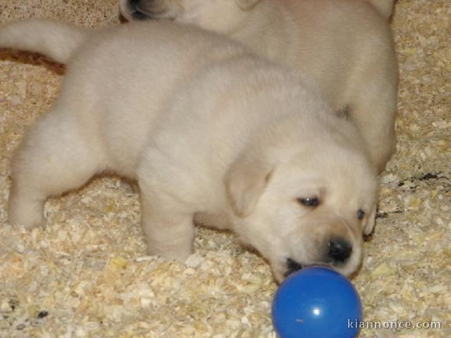 Chiot type golden retriever femelle/mâle à donner