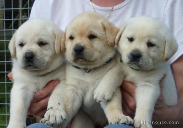 Chiot type golden retriever femelle/mâle à donner