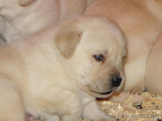 Chiot type golden retriever femelle/mâle à donner