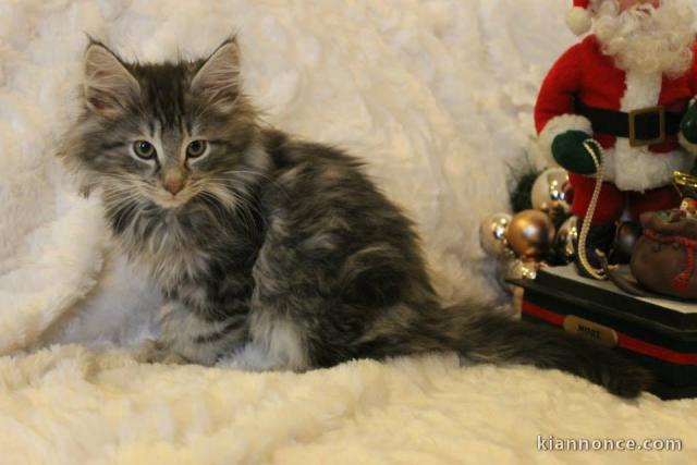 chaton main coon disponible de suite