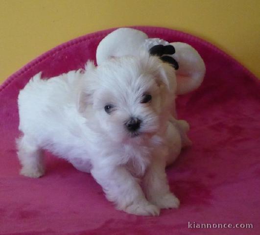 Adorable chiot bichon maltais femelle/mâle à donner