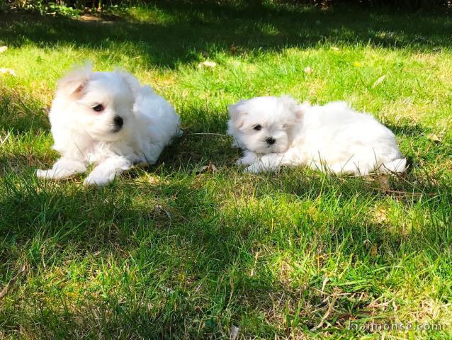 Adorable chiot bichon maltais femelle/mâle à donner