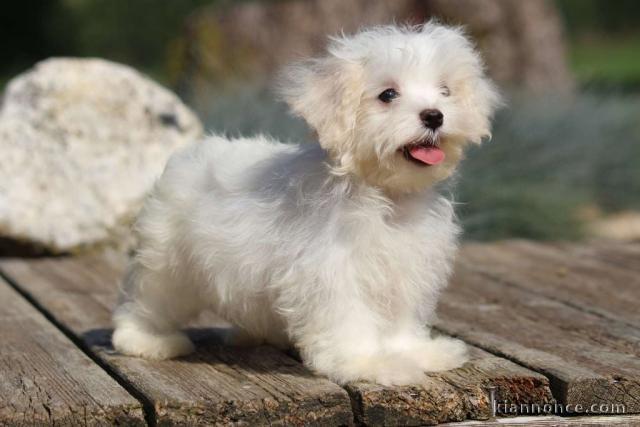 Adorable chiot bichon maltais femelle/mâle à donner