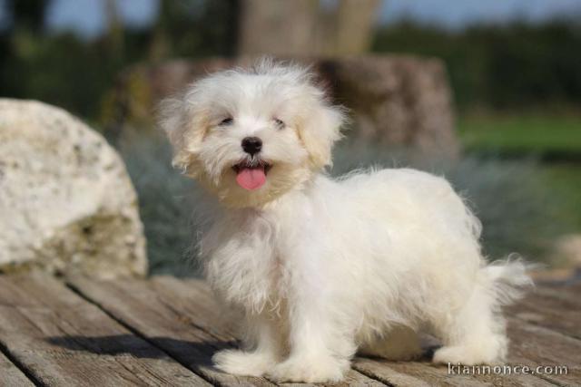 Chiot bichon maltais femelle/mâle à donner