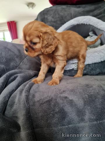 agnifiques petits cavaliers king charles disponible de suite 