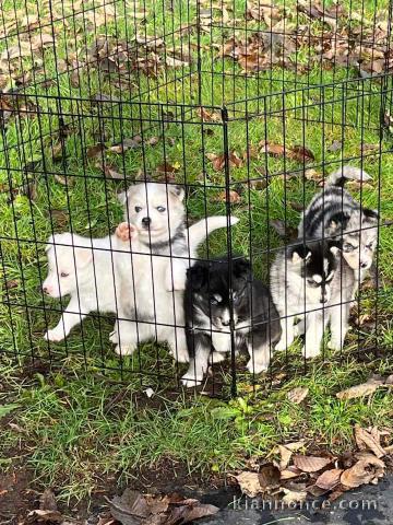 Magnifique chiots Sibérian husky a donné 