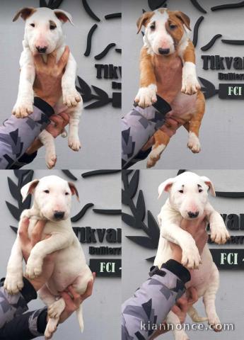 Bull Terrier Standard chiots