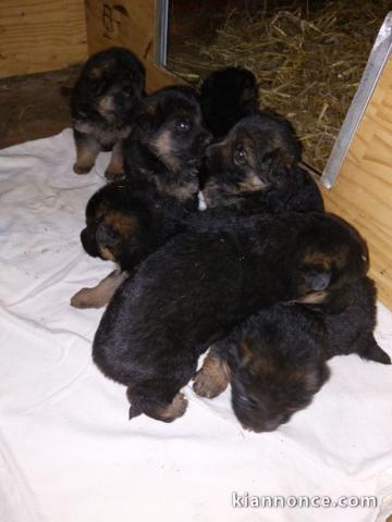 Adoption chiots berger allemand lof