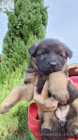 Adoption chiots berger allemand lof