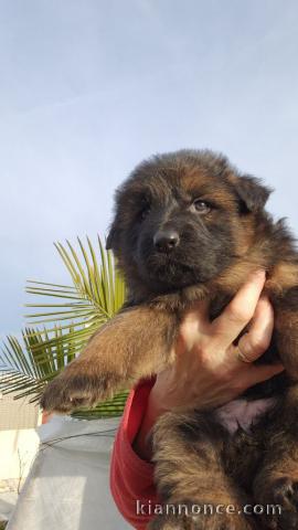 Adoption chiots berger allemand lof