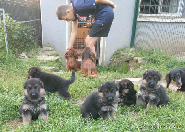 Adoption chiots berger allemand lof