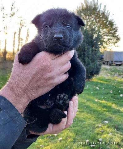 Adoption chiots berger allemand lof