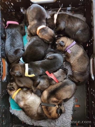 Adoption chiots berger allemand lof