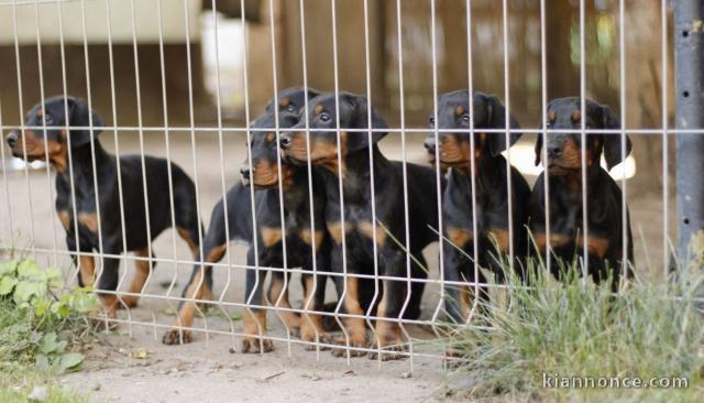 DOBERMAN chiots à vendre