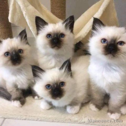 Chatons sacrés birmanie disponibles pour adoption 