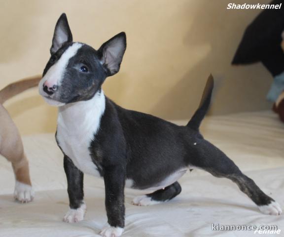 Mini Bull Terrier chiots à vendre