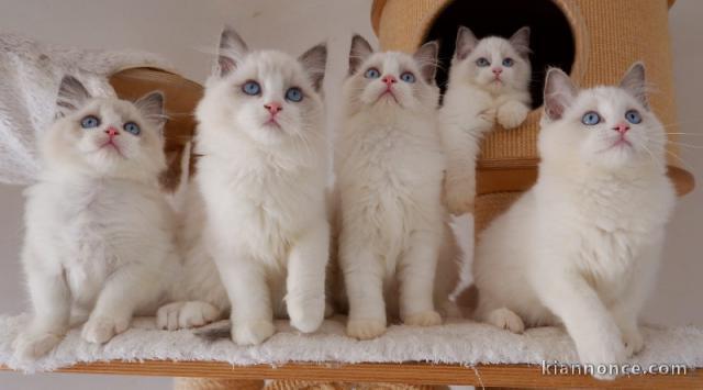 Magnifique chatons Ragdoll LOOF 