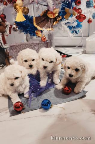 Bichon Frisé chiots à vendre