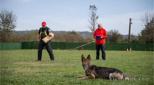 Berger Belge Malinois femelle à vendre