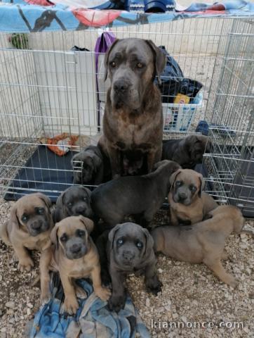 Cane corso pour adoption