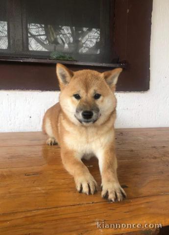 Shiba Inu chiots à vendre