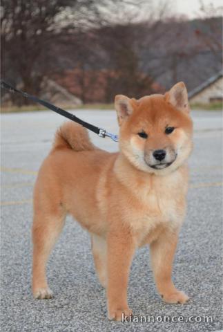 Shiba Inu chiots à vendre