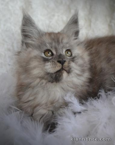 Chatons Maine Coon femelles et males pour adoptions