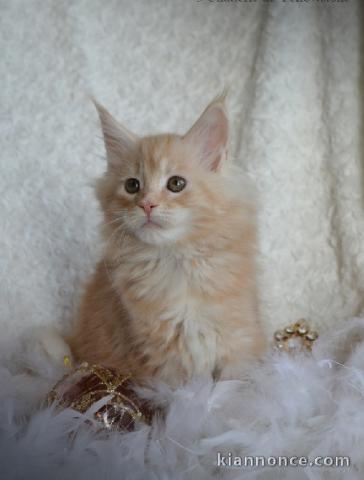 Chatons Maine Coon femelles et males vaccinée