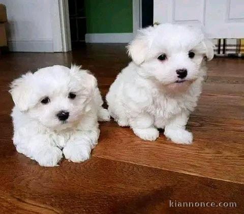 Chiot bichon frise Adorable à donner