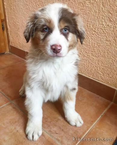 magnifiques chiots bergers australiens à donner à une famille