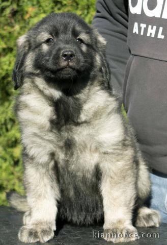 Chien de berger yougoslave - SHARPLANINA chiots