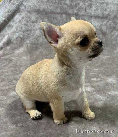 chiot chihuahua femelle age de 4 mois