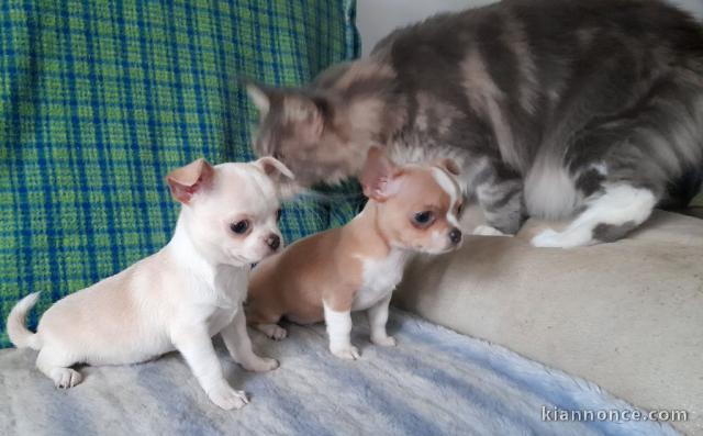 Chiot chihuahua Fauve et blanc et crème blanche